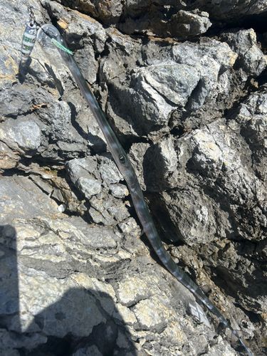 アオヤガラの釣果