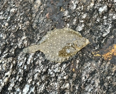 カレイの釣果
