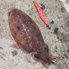 コウイカの釣果