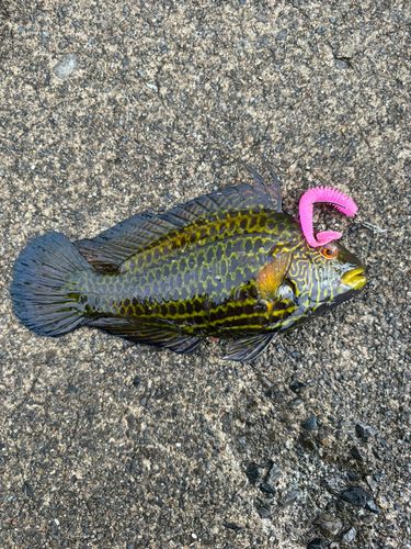 ベラの釣果