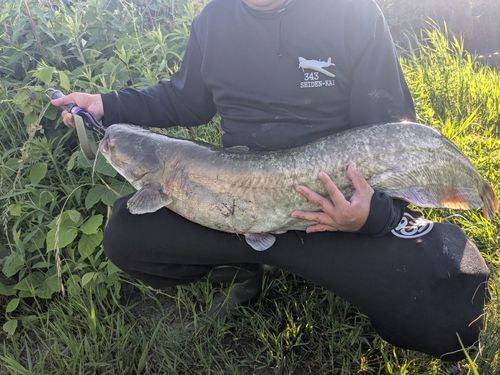 ビワコオオナマズの釣果