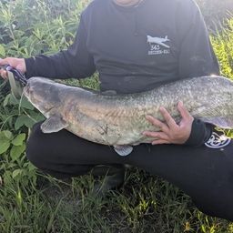 ビワコオオナマズ