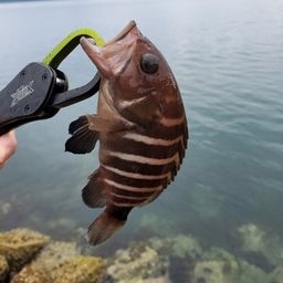 マハタ