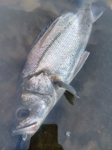 フッコ（マルスズキ）の釣果