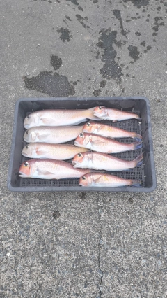 アマダイの釣果