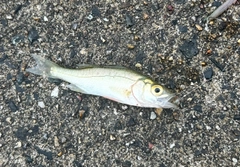 セイゴ（ヒラスズキ）の釣果