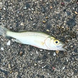 セイゴ（ヒラスズキ）