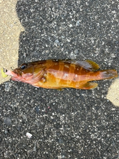アカハタの釣果