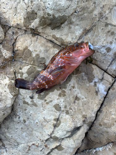 キジハタの釣果