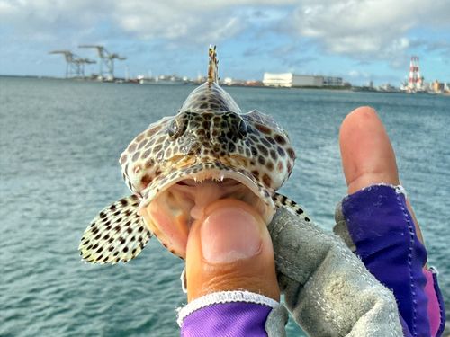 カンモンハタの釣果