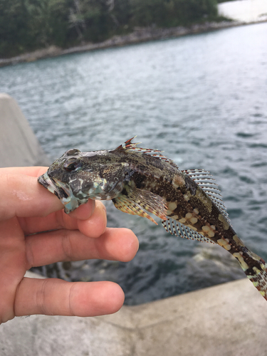 アナハゼの釣果