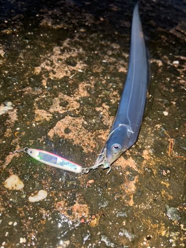 タチウオの釣果