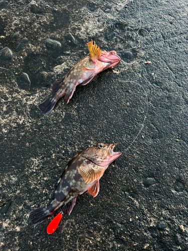 カサゴの釣果