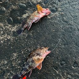 カサゴ