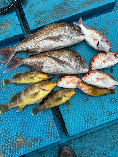 マダイの釣果