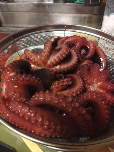 タコの釣果