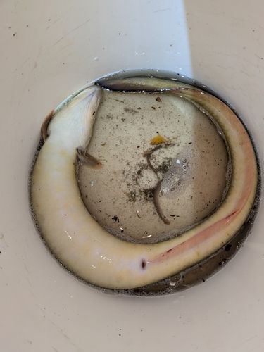 ニホンウナギの釣果