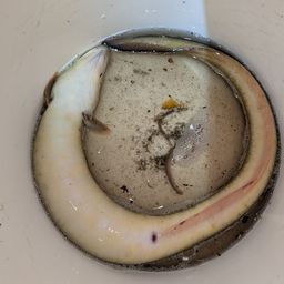 ニホンウナギ