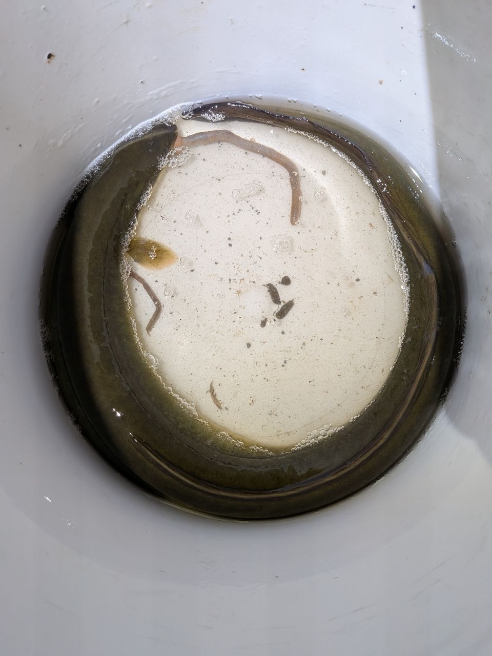 ニホンウナギ