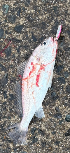 シログチの釣果