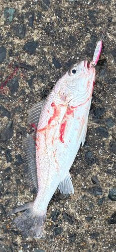シログチの釣果