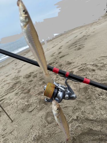 シロギスの釣果