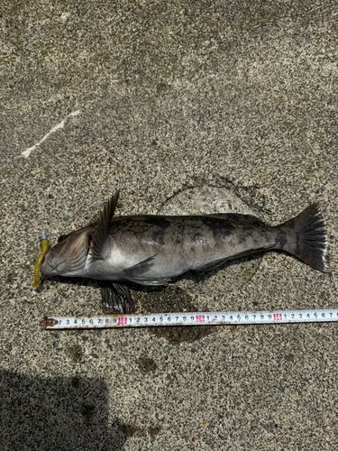 アイナメの釣果