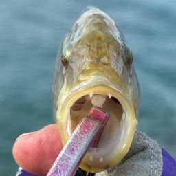 ホホスジモチノウオ