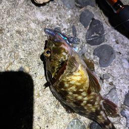 カサゴ