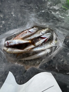 シロギスの釣果