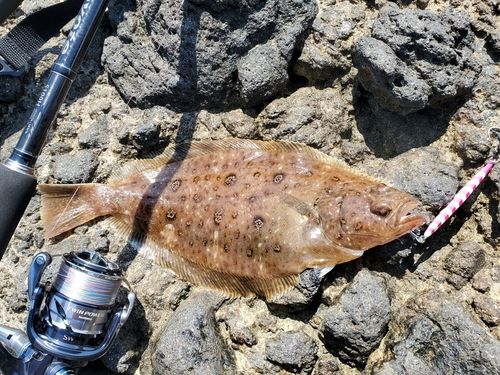 ムシガレイの釣果