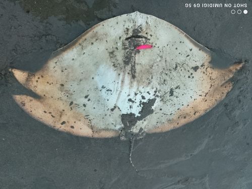 エイの釣果