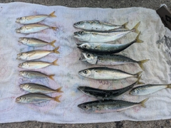 サバの釣果