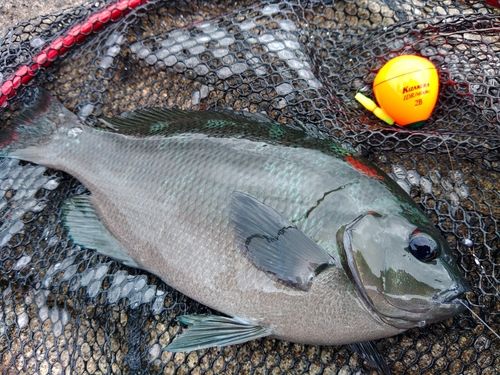 メジナの釣果