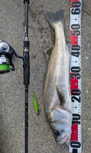 シーバスの釣果