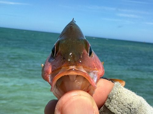 ヒメフエダイの釣果