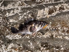 クロソイの釣果