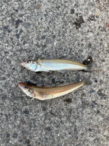 シロギスの釣果