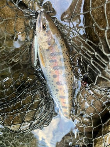 ヤマメの釣果