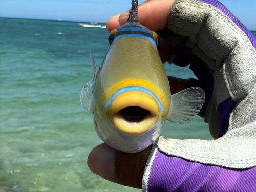 ムラサメモンガラの釣果