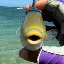 ムラサメモンガラ