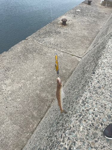 エソの釣果
