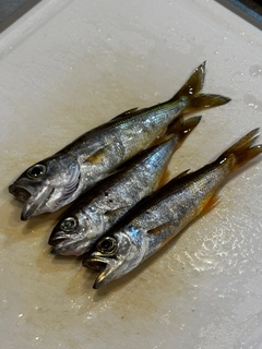 ムツの釣果
