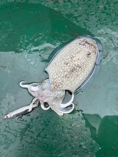 シリヤケイカの釣果