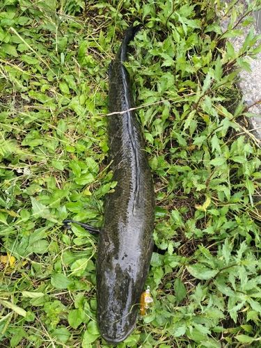 ライギョの釣果