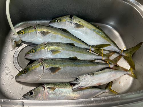 ハマチの釣果