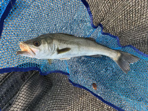 ハネ（マルスズキ）の釣果