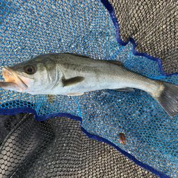 ハネ(マルスズキ)