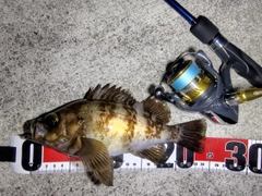 メバルの釣果