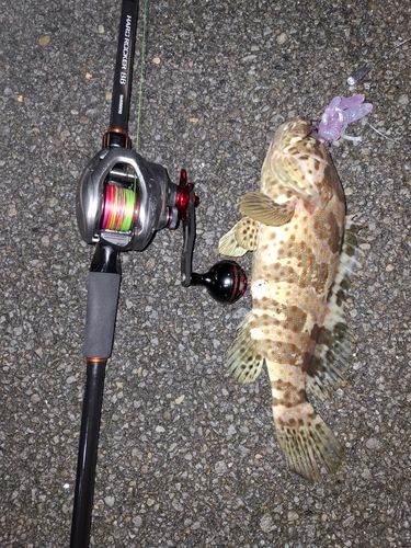 チャイロマルハタの釣果